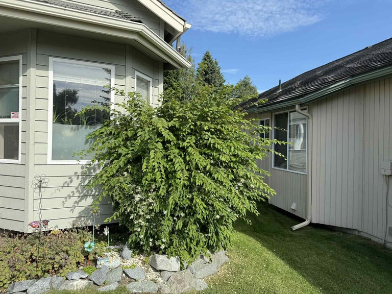 Modern home with cream siding and climbing ivy covering the corner, bordered by manicured lawn and landscaping