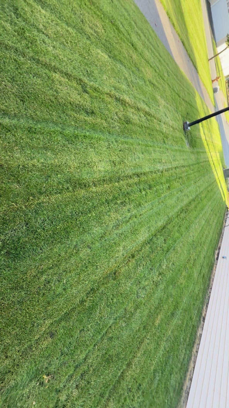 Aerial view of a green field with crop rows and a road or sidewalk along the edge