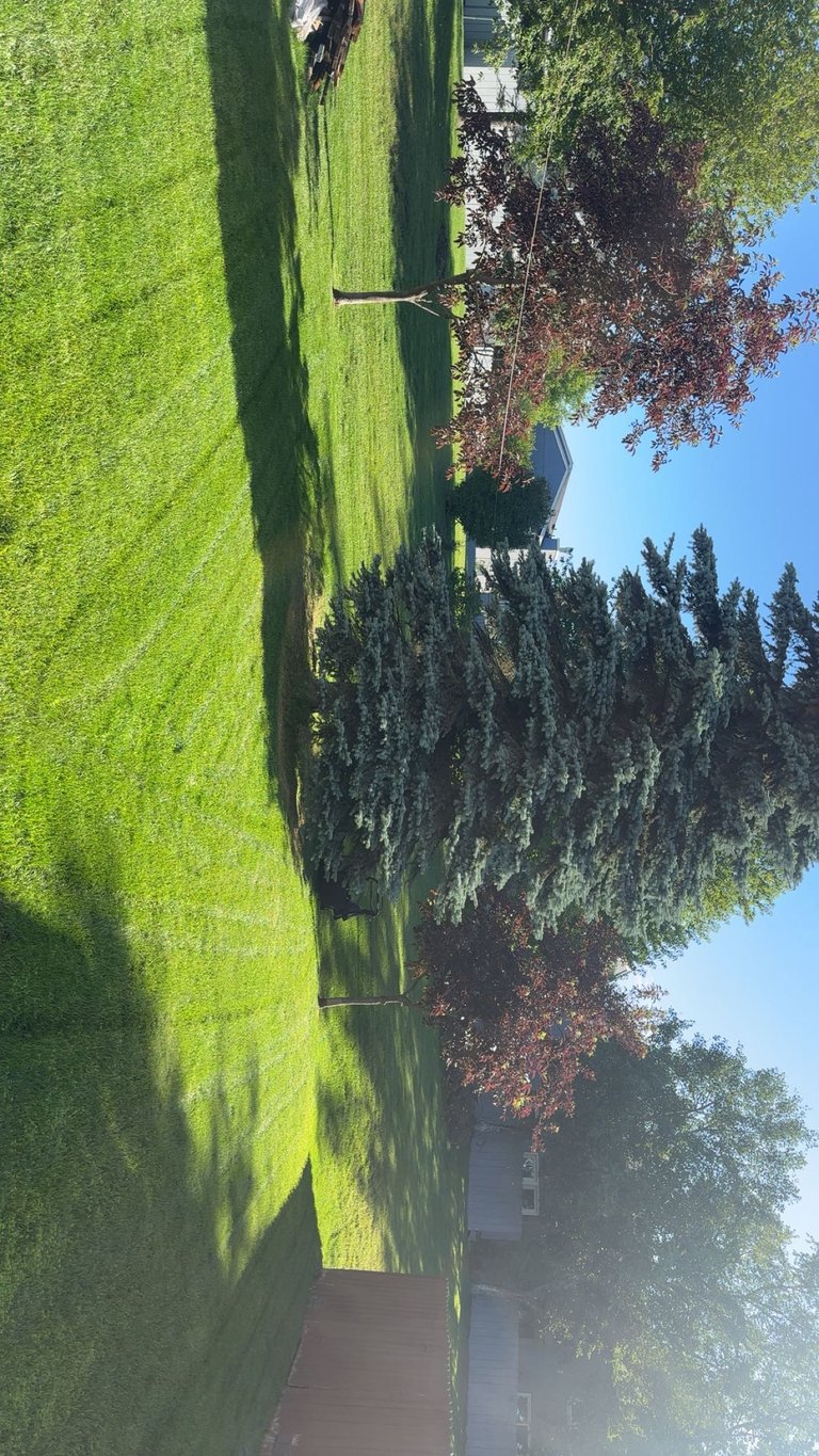 Wide green lawn with tall cypress trees casting shadows, clear blue sky visible at top